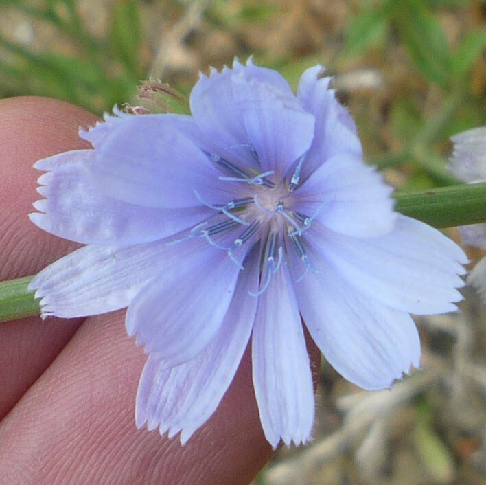 High Resolution Cichorium intybus Flower